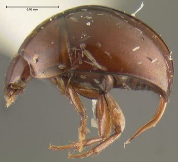 Media type: image;   Entomology 32002 Aspect: habitus lateral view